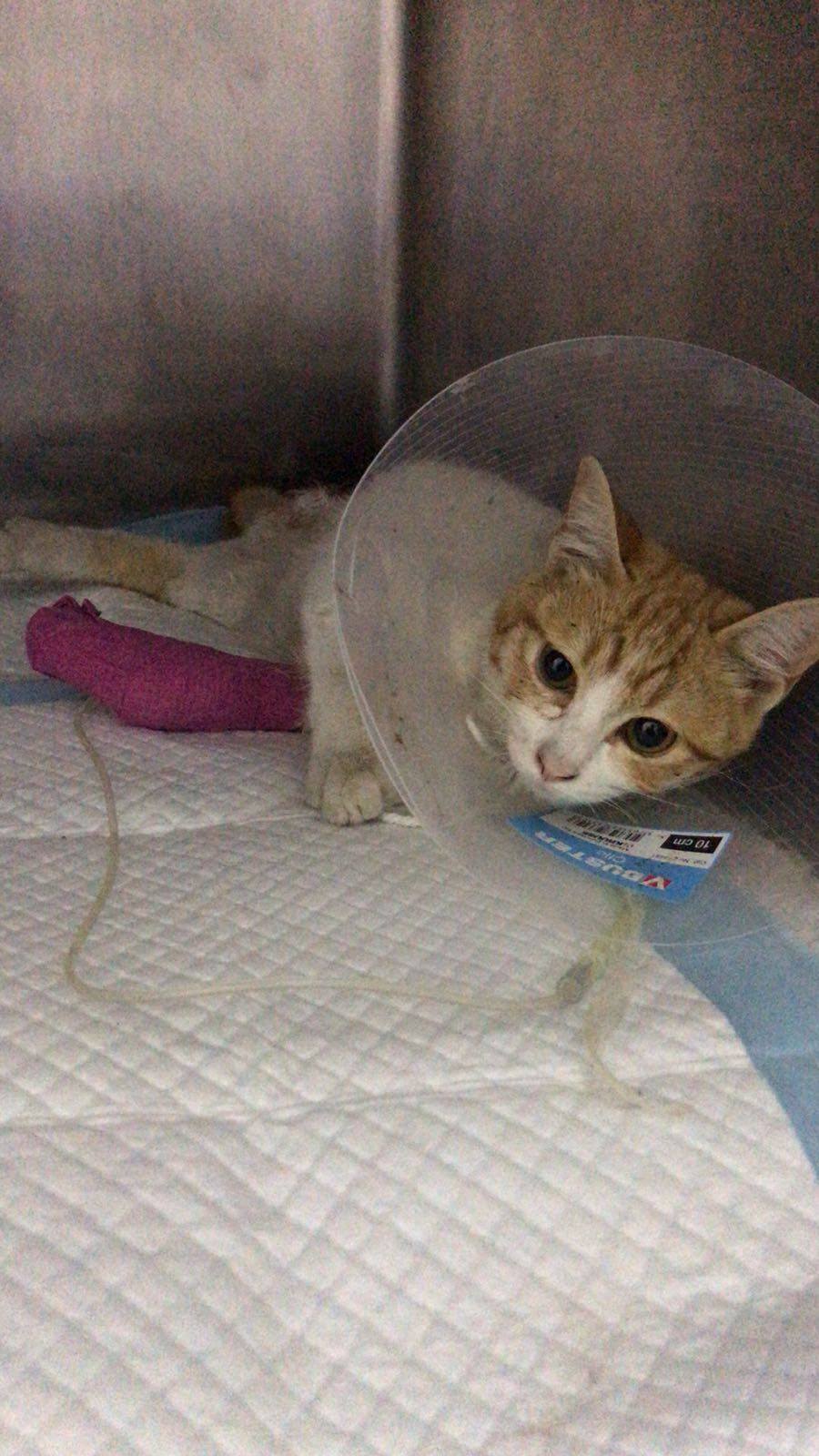 AAPAM澳門保護遺棄動物協會 - 跟進3月20日救獲的墮樓貓，貓咪已照XRAY，右膝關節骨折，盆骨骨折。現在醫生正商討如何處理，以減輕貓咪的 ...