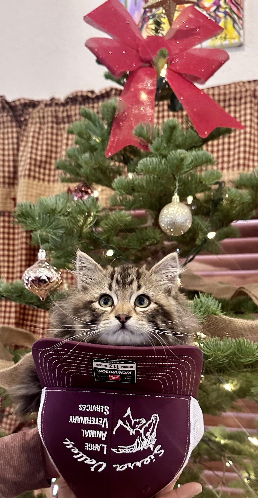 Large - We would like to introduce you to our new clinic kitty “Linus ...