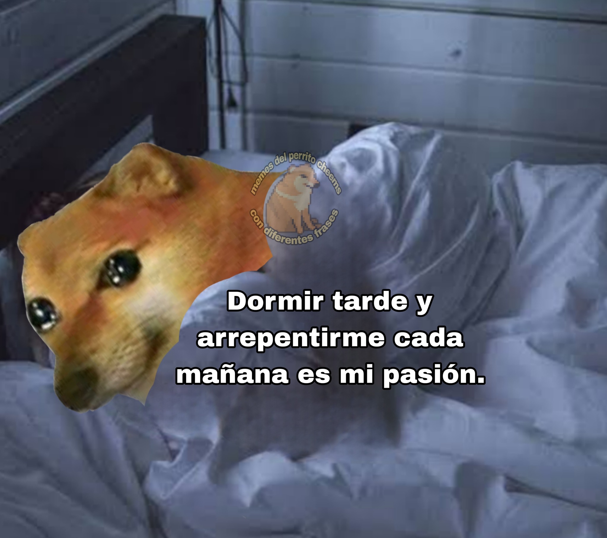 Memes del... - Memes del perrito cheems con diferentes frases