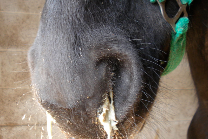 Iain - 🐴⚠️ STRANGLES: KEEPING OUR HORSES SAFE ⚠️🐴 Strangles is highly ...