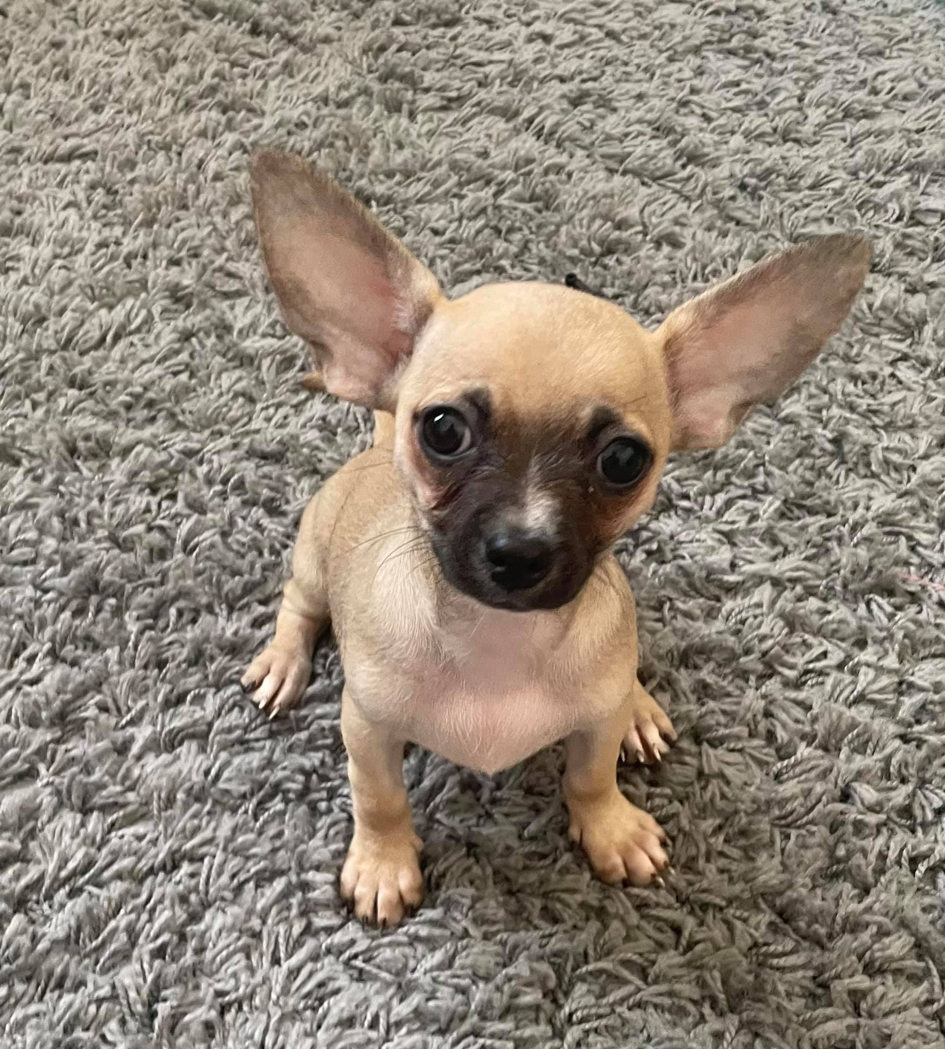 Chanel the pup loves daycare playtime
