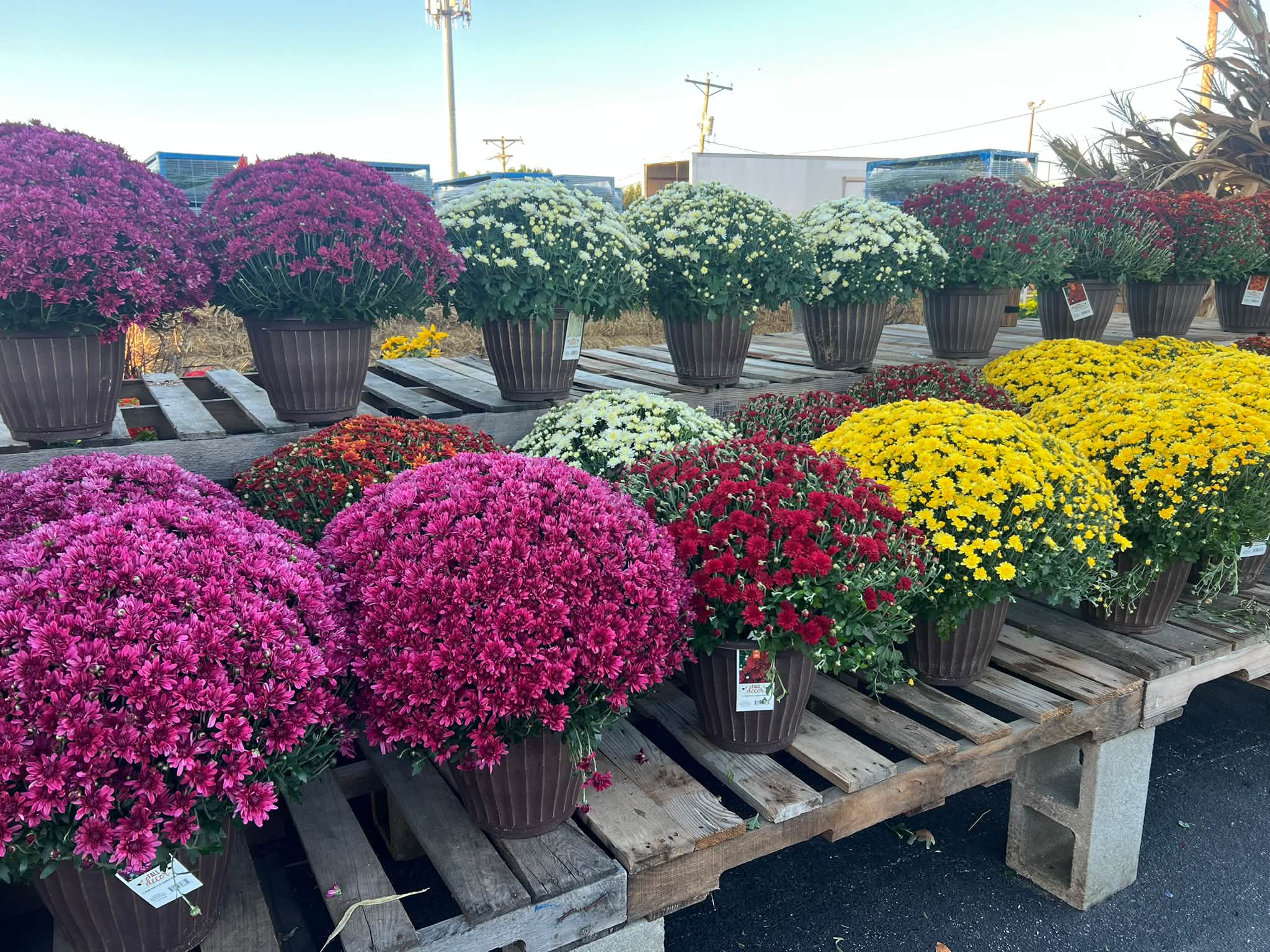 12-inch multicolor mums at Orlando's Produce in Saint Peters