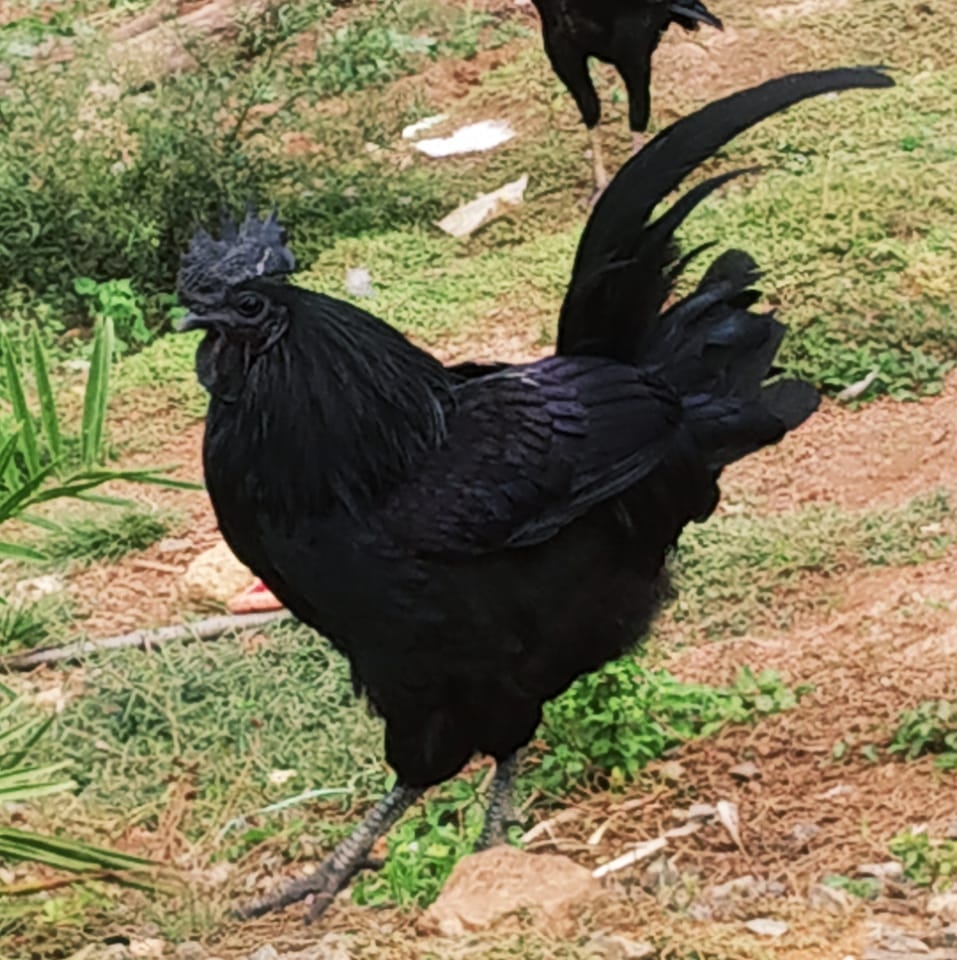 #bird #birdphotography #birdlovers #birds | Abhijit Jugare