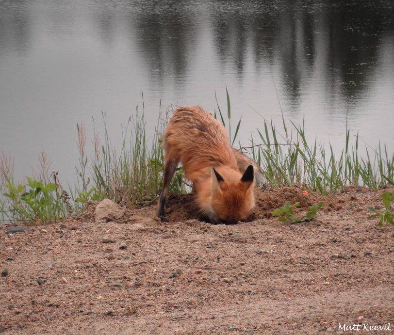 A Red Fox Digging Up A Snapping Turtle Algonquin Wildlife