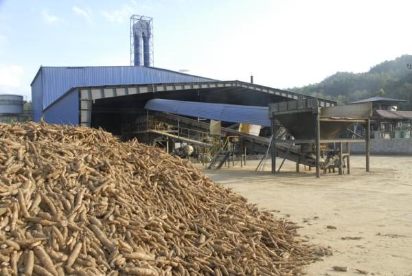 Trucks transport cassava roots purchased from farmers in the new ...