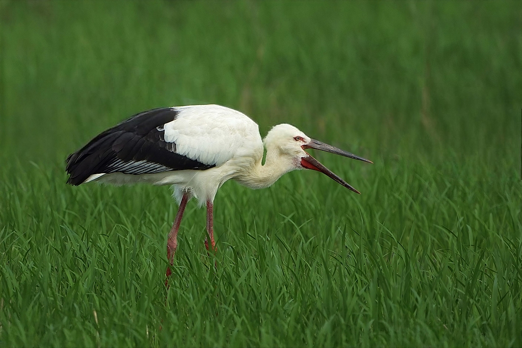 You'll see this weird little bird with garlic on its head pretty