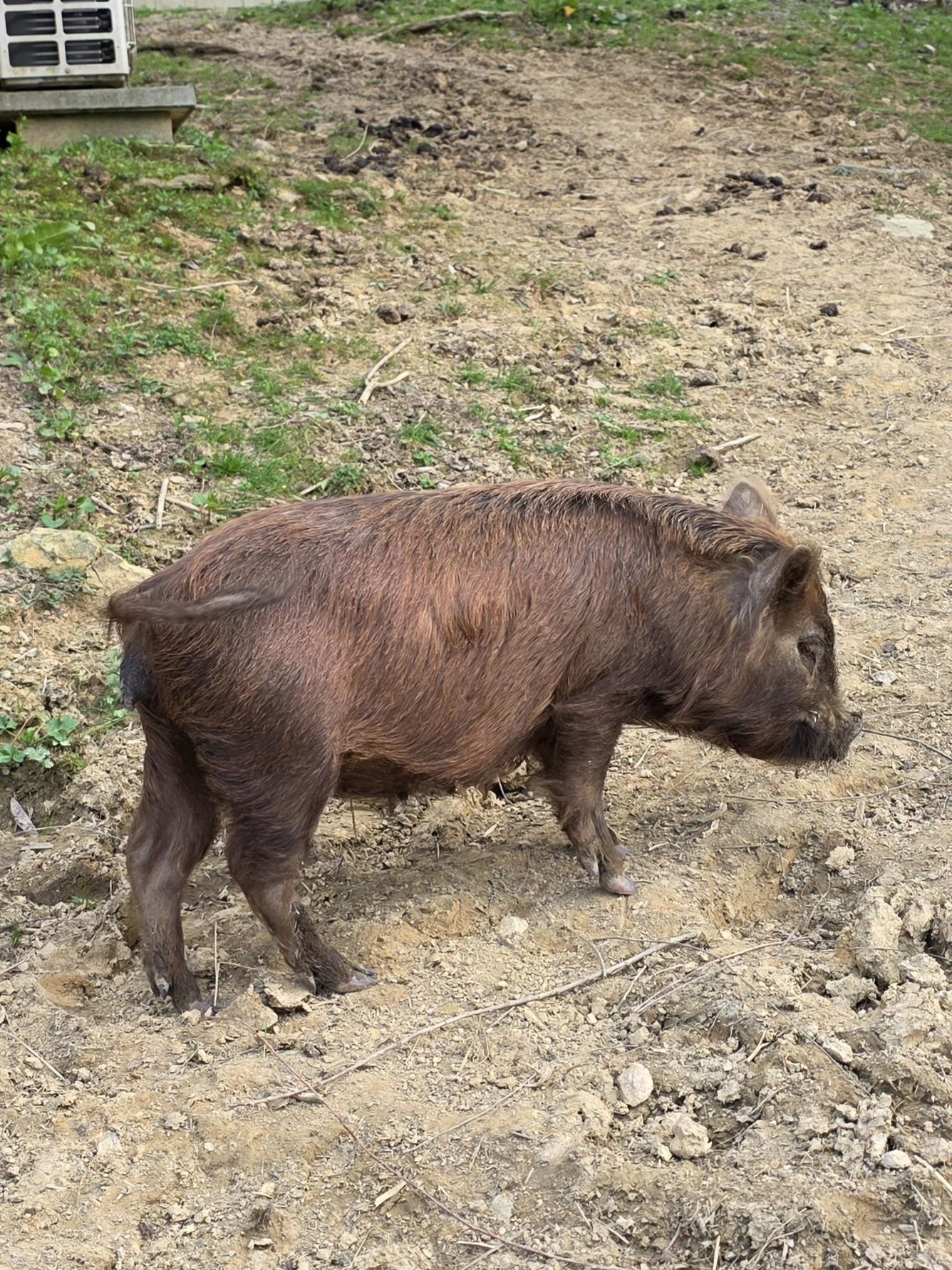 potbelly pig b12 injections What causes a pot-bellied to not gain weight? Choose Location:Long Island collagen drip Can B12 injections help