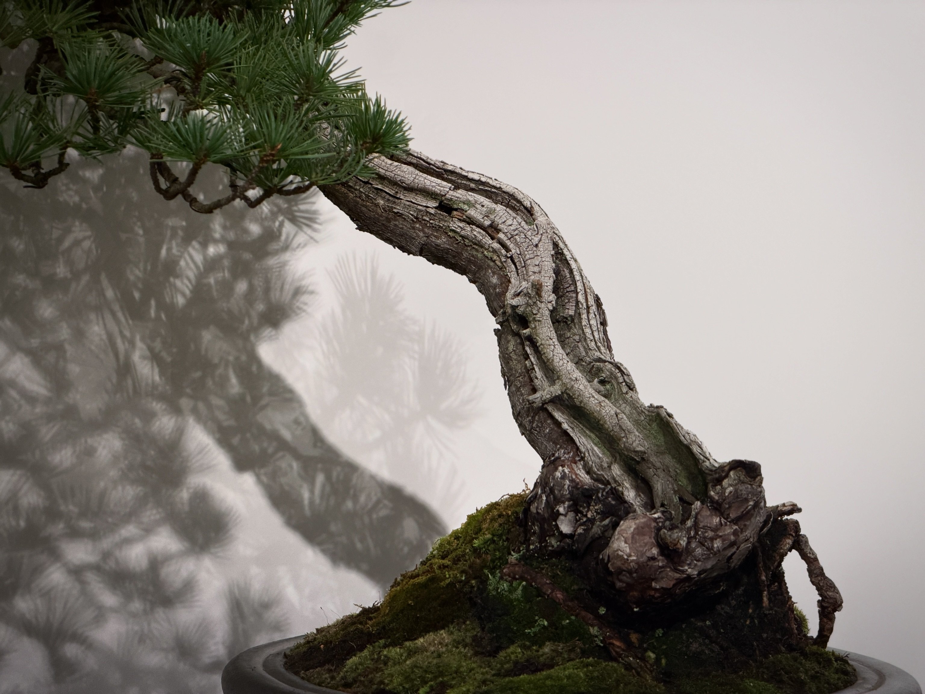 酒井盆栽株式会社 - ヤマコウバシ #盆栽 #bonsai #sakaibonsai #酒井