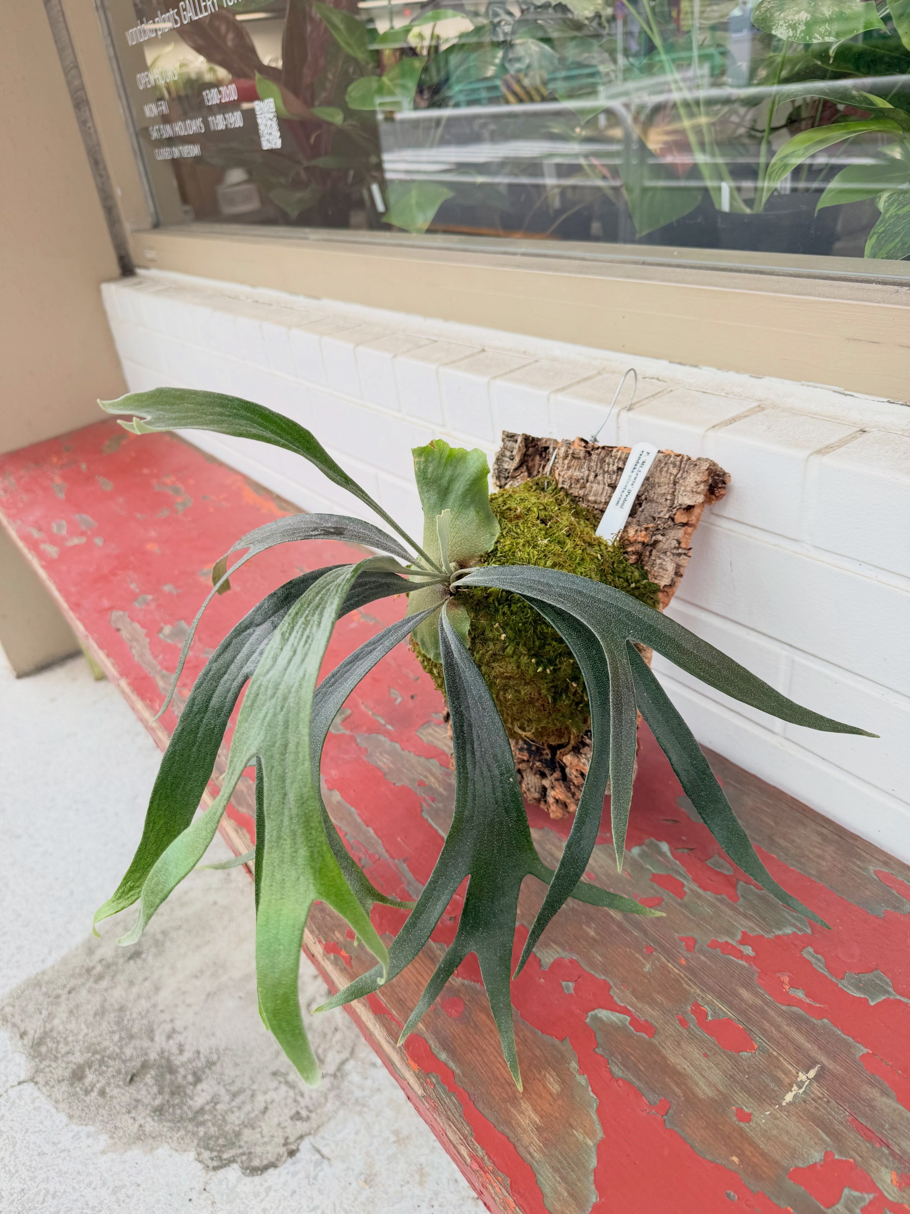 P. hanuman (veitchii wild × willinkii) ハヌマーンはインド神話
