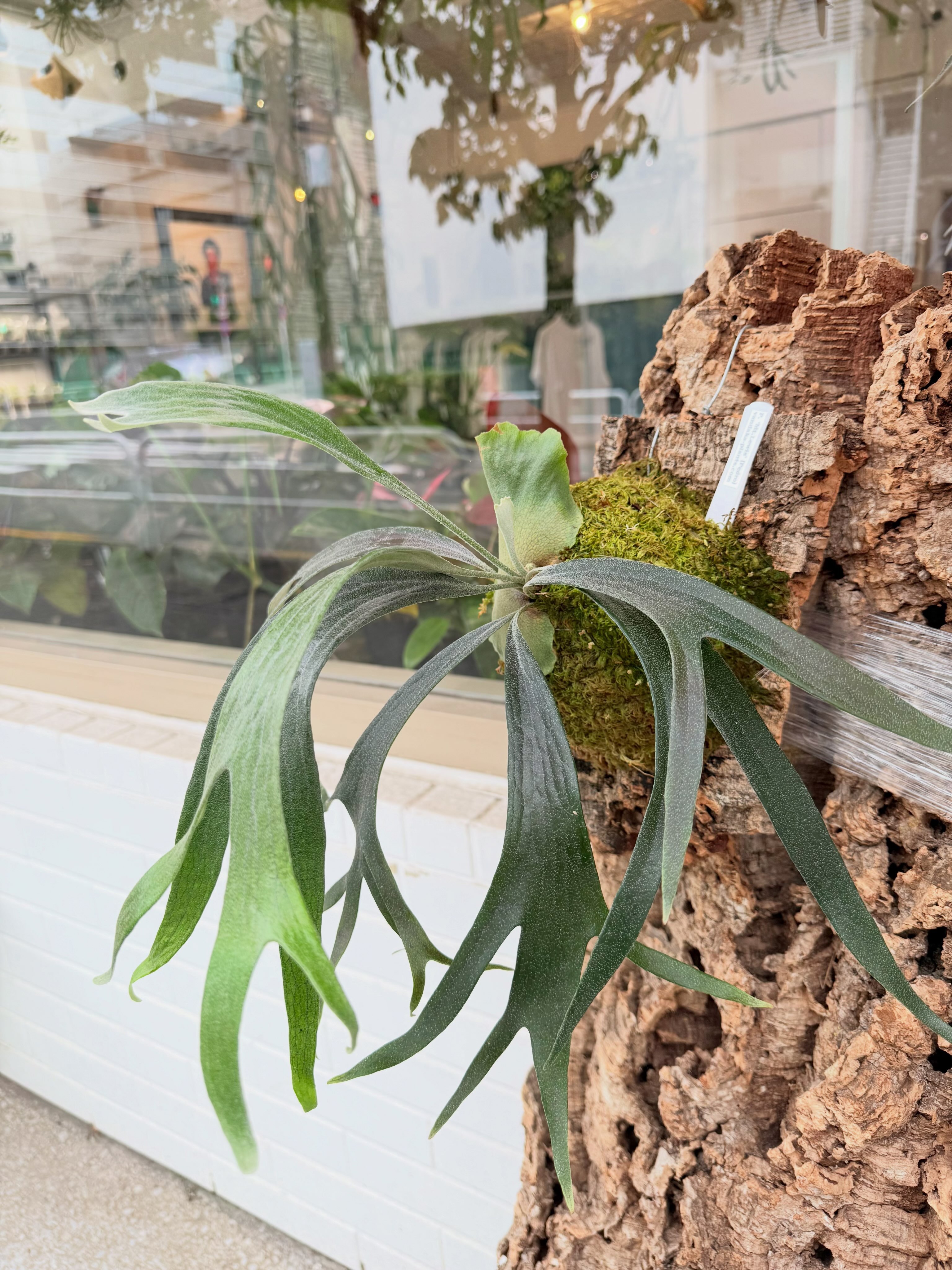 P. hanuman (veitchii wild × willinkii) ハヌマーンはインド神話