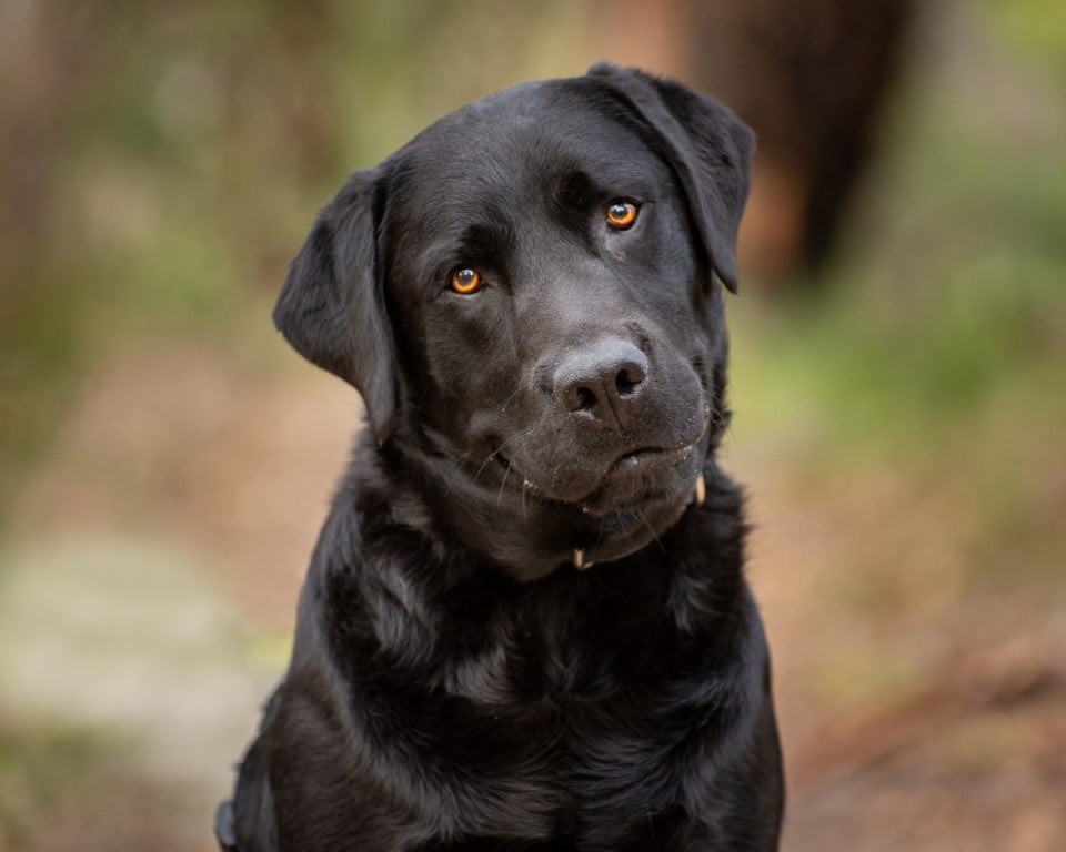 Shutter Paws - The handsome Ollie with Retriever Rescue WA...