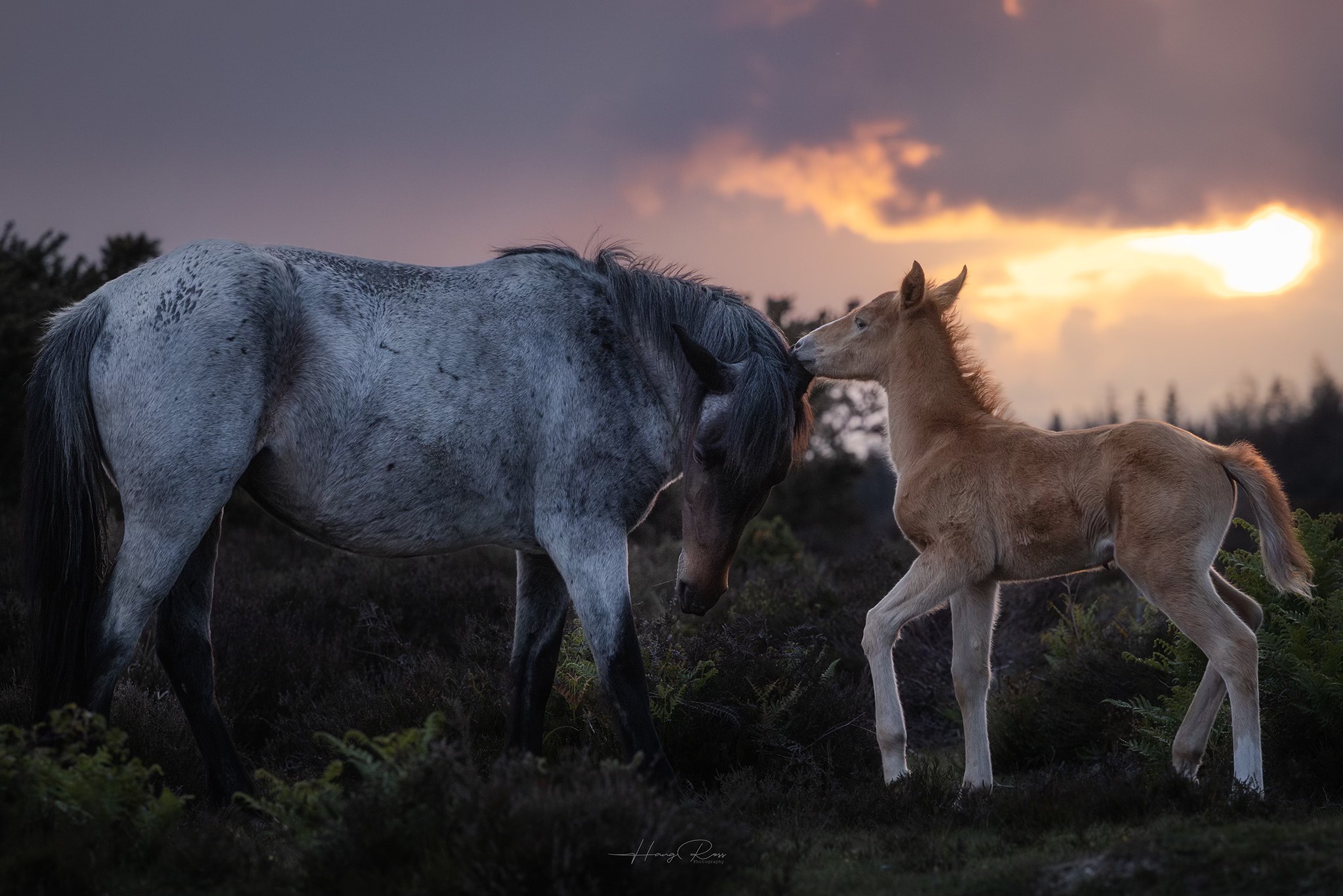 BBC Countryfile – Signs... - Hang Ross - New Forest captures | Facebook