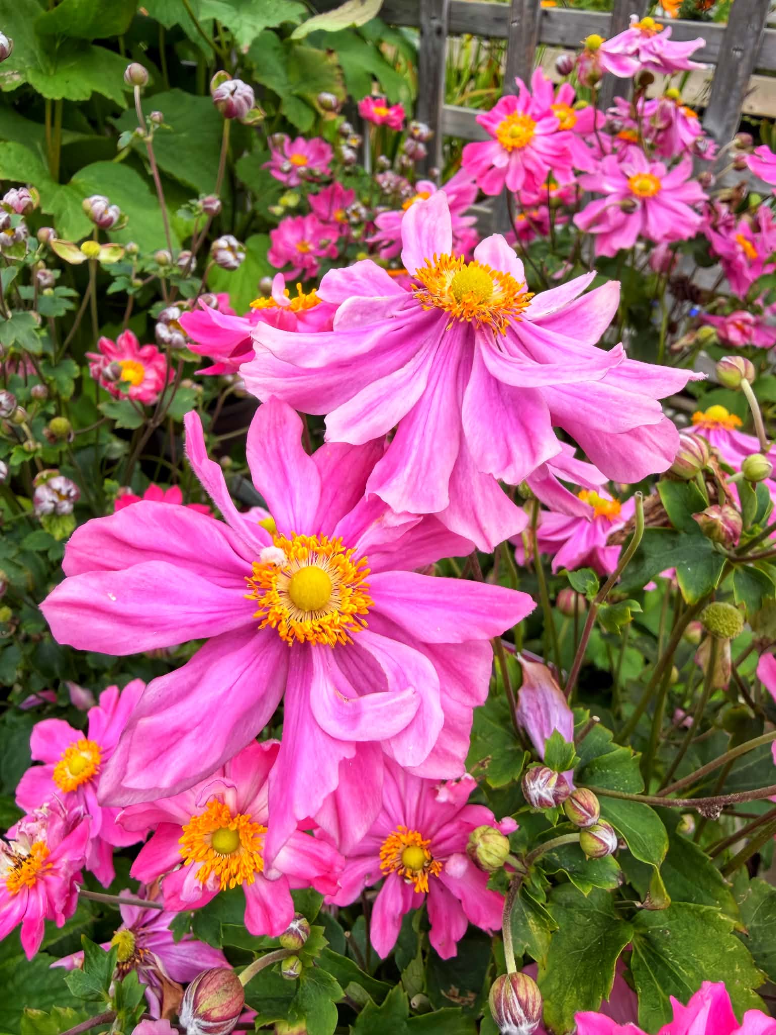 Japanese anemones for perennial gardens