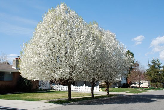 Advanced Tree Service | Salt Lake City UT