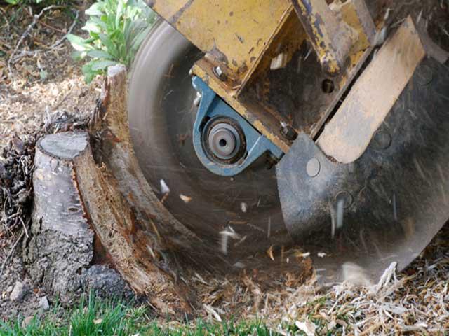 Advanced Tree Service | Salt Lake City UT