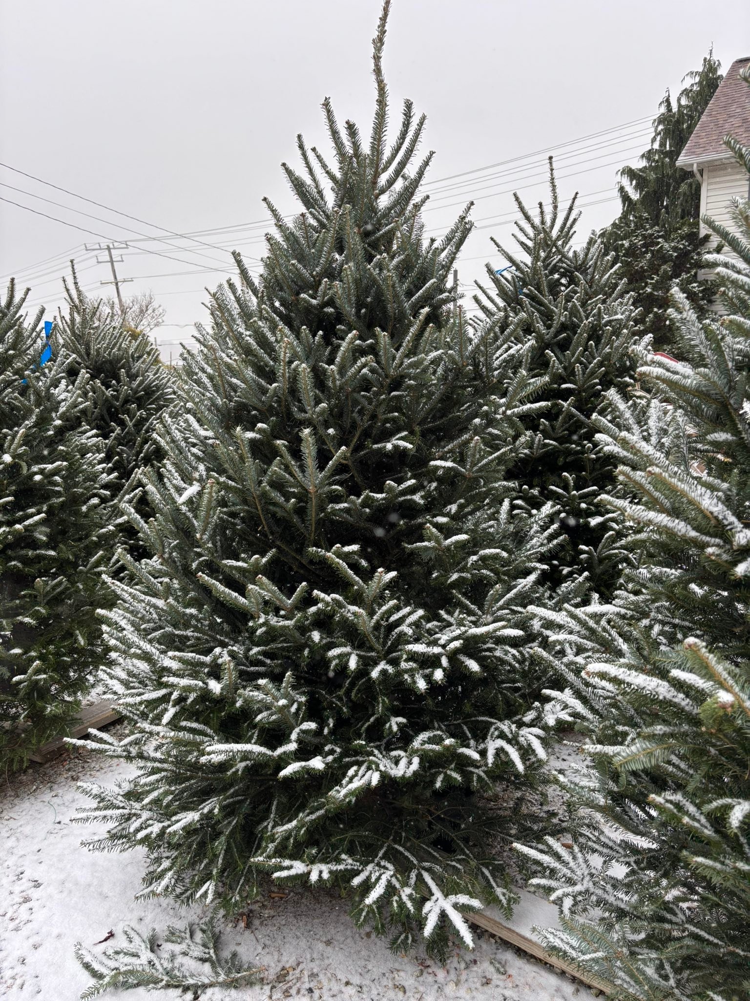 Kingsdene Nursery &... - Kingsdene Nursery & Garden Center