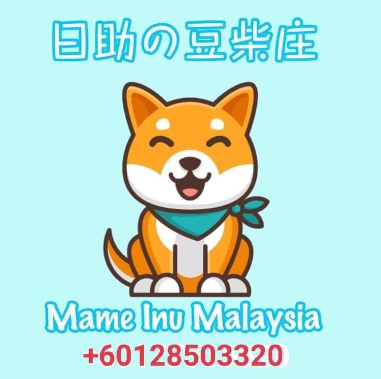 柴犬到底有多少种表情？😂 开心的时候像在笑， 不爽的时候一脸嫌弃， 被抓包的时候又马上装无辜🤣 难怪大家都说， 养柴犬就像养了一整套会动的表情 ...