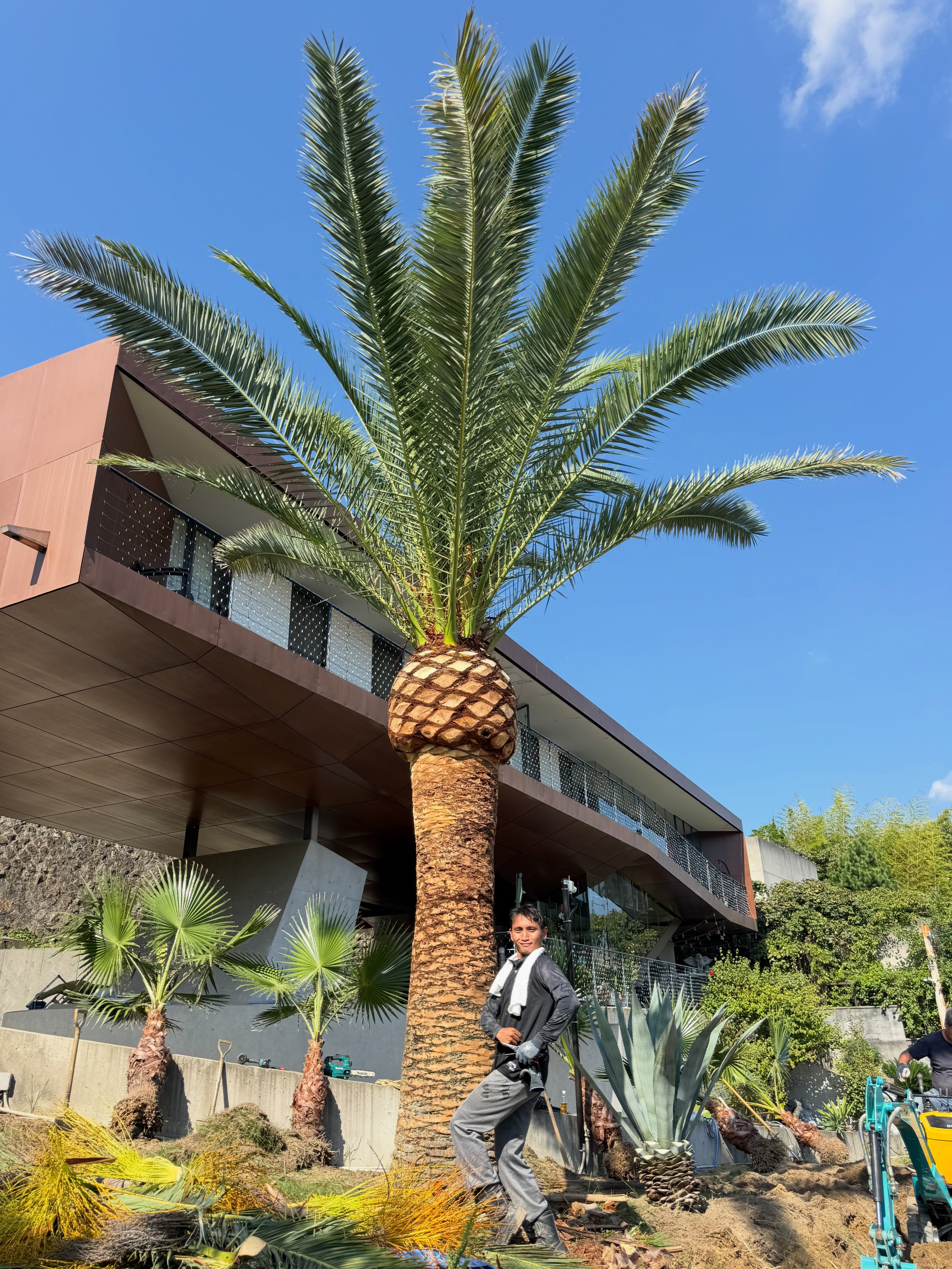 在庫あります🌴✨ ココスヤシ “シルバーリーフ” 入荷！ 一気に南国感