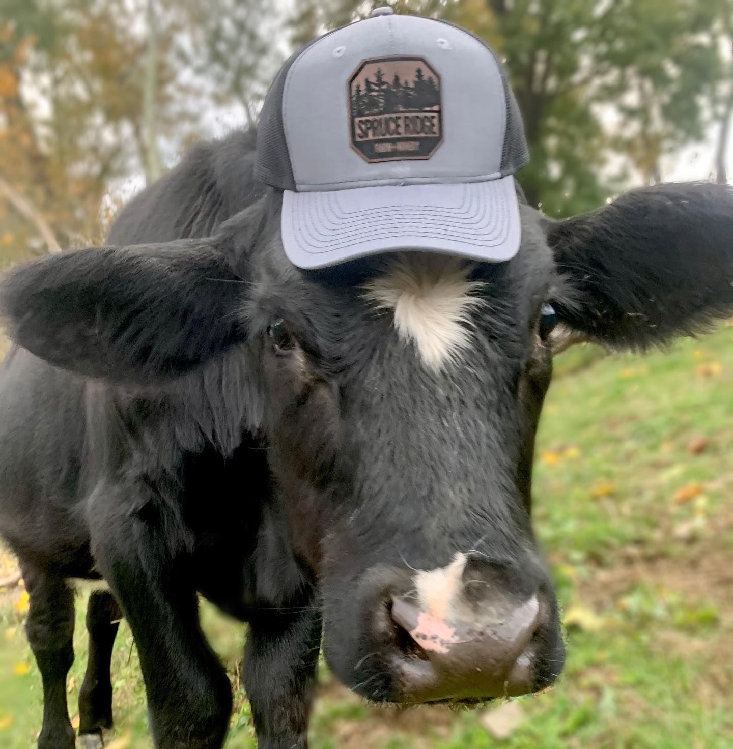 Spruce Ridge Farm | New Ringgold PA