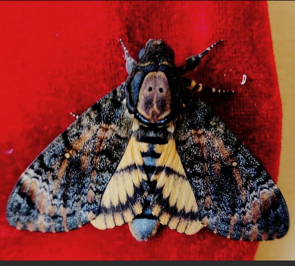What kind of moth has a skull-like pattern on its head?