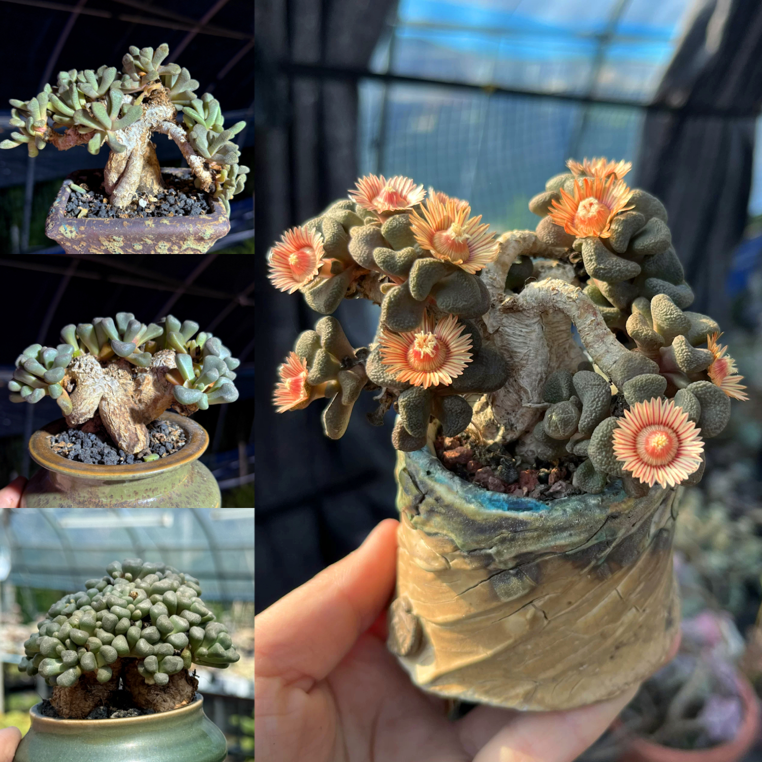 Agapetes lacei