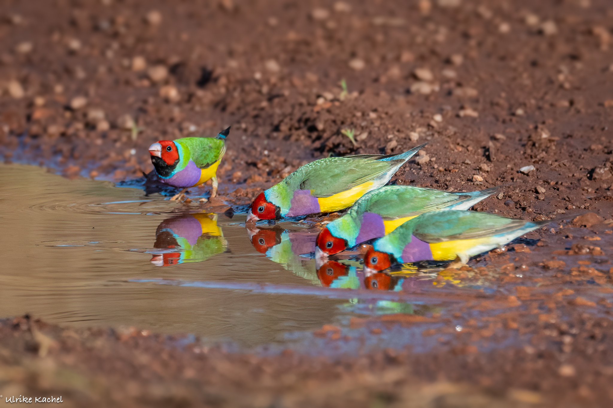 Northern Territory Bird Photography | Facebook