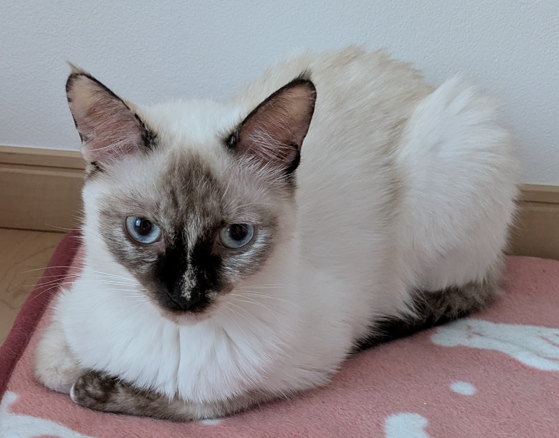 梅ですニャン😻