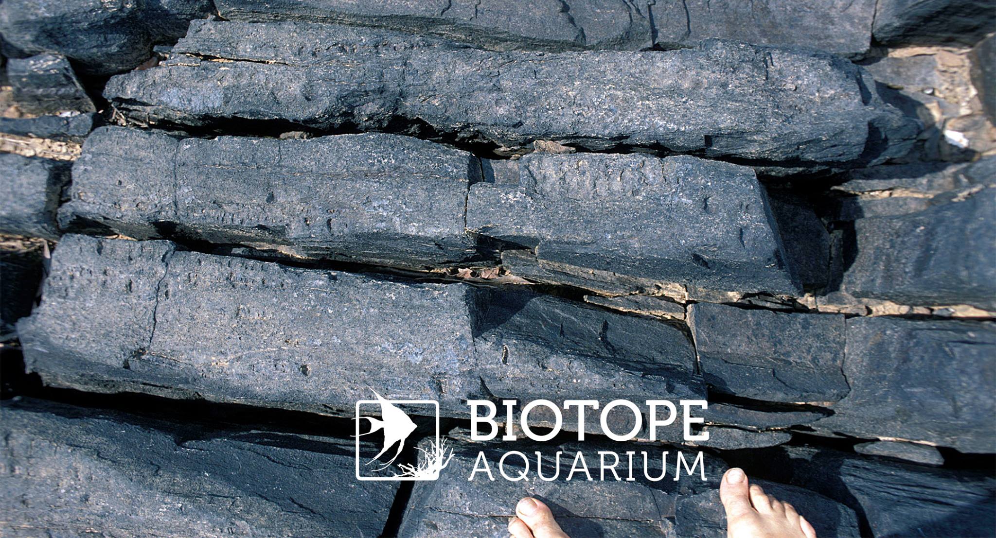 BIOTOPE AQUARIUM Project - #rioxingu #biotopeaquarium # ...