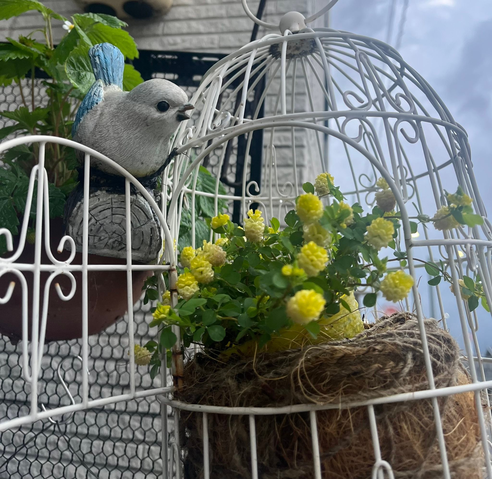こんにちは?一年で1番楽しい季節になりましたね♪ 我が家のお花達です