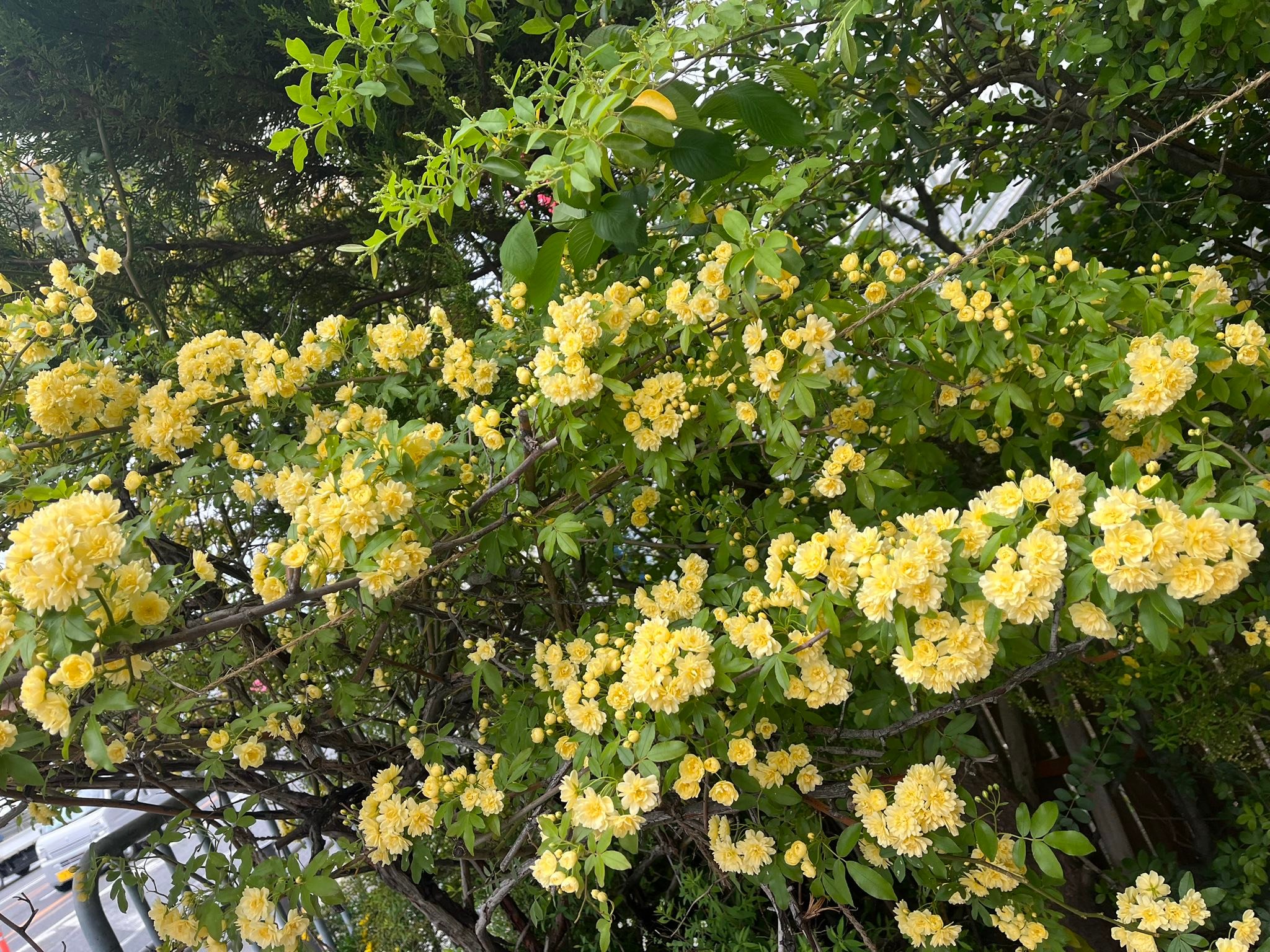 こんにちは?一年で1番楽しい季節になりましたね♪ 我が家のお花達です