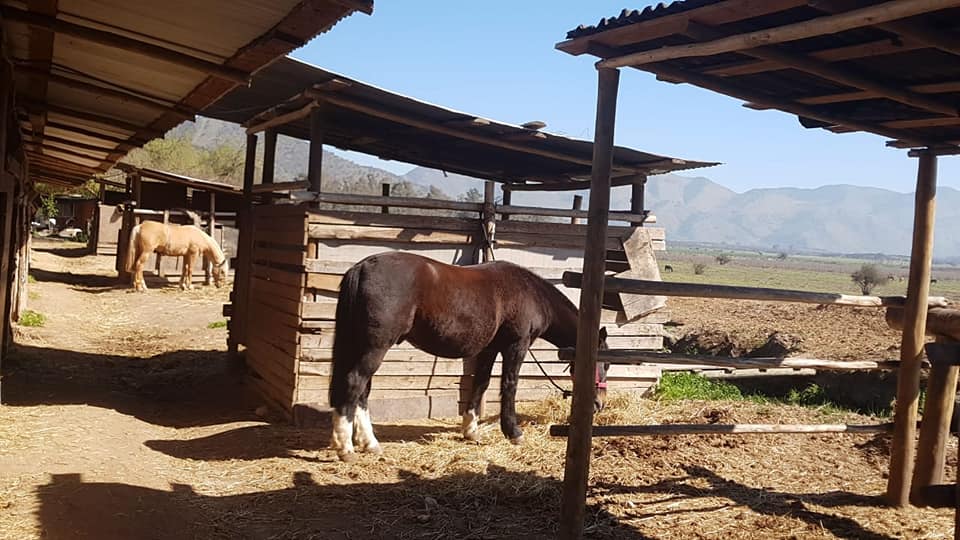 RODEO CHILENO en Paraguay