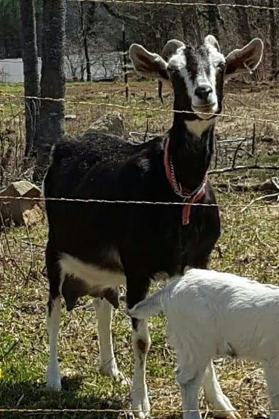 Walnut Ridge Farm | Wilton ME