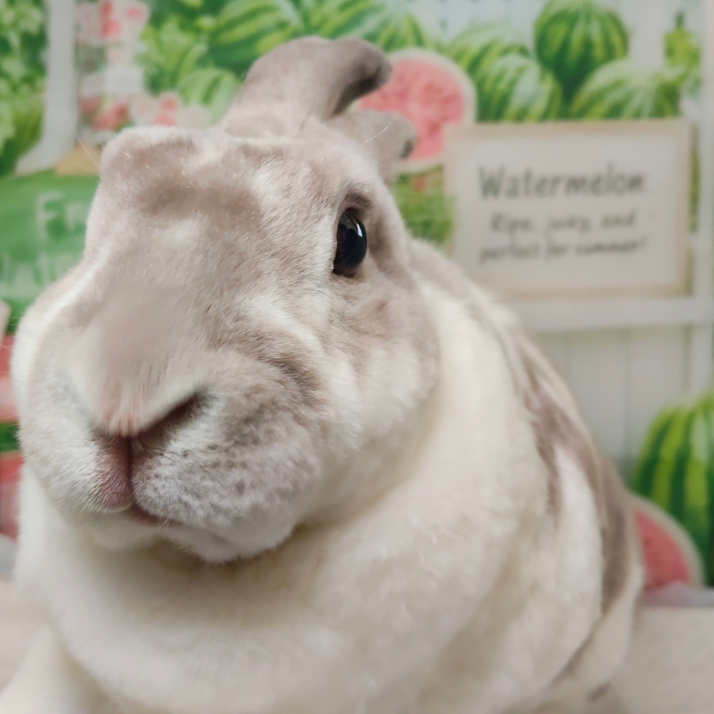 お 城 の 姫 うさぎ