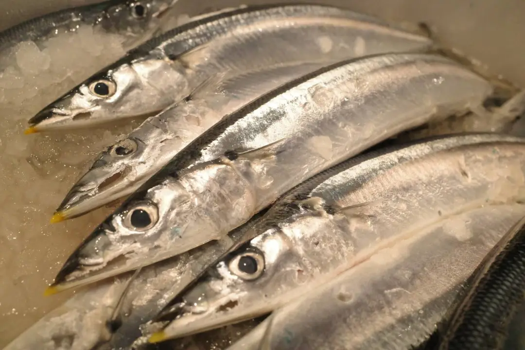 旬の魚】 新秋刀魚の塩焼き 炭火で焼くことで皮目はパリッと中は