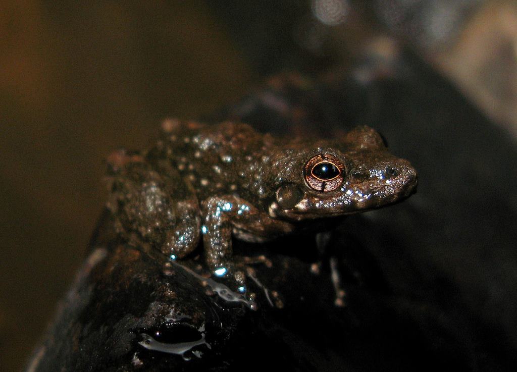 Frog Lab