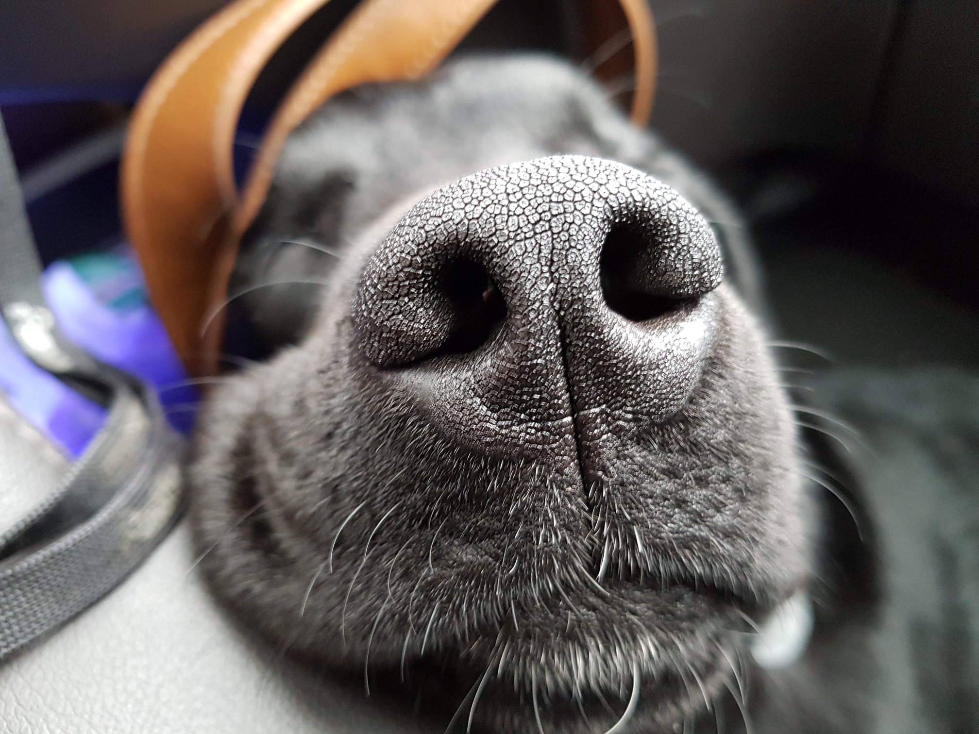 車の助手席に乗ると 足元に丸くなって 鼻を上に向けて寝るマナ ソカ 盲導犬候補生 とマナ 現役盲導犬 聴覚補助犬 Facebook