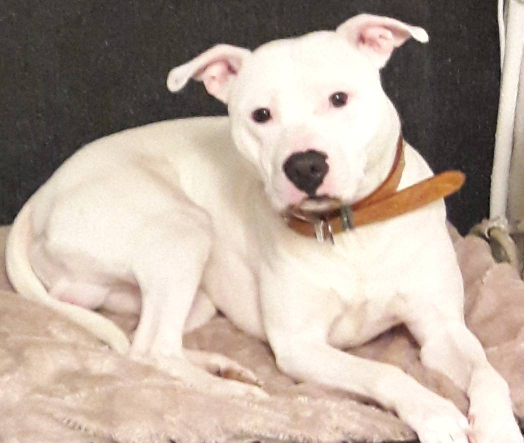 UPDATE... - Albery Dog Rescue | Facebook