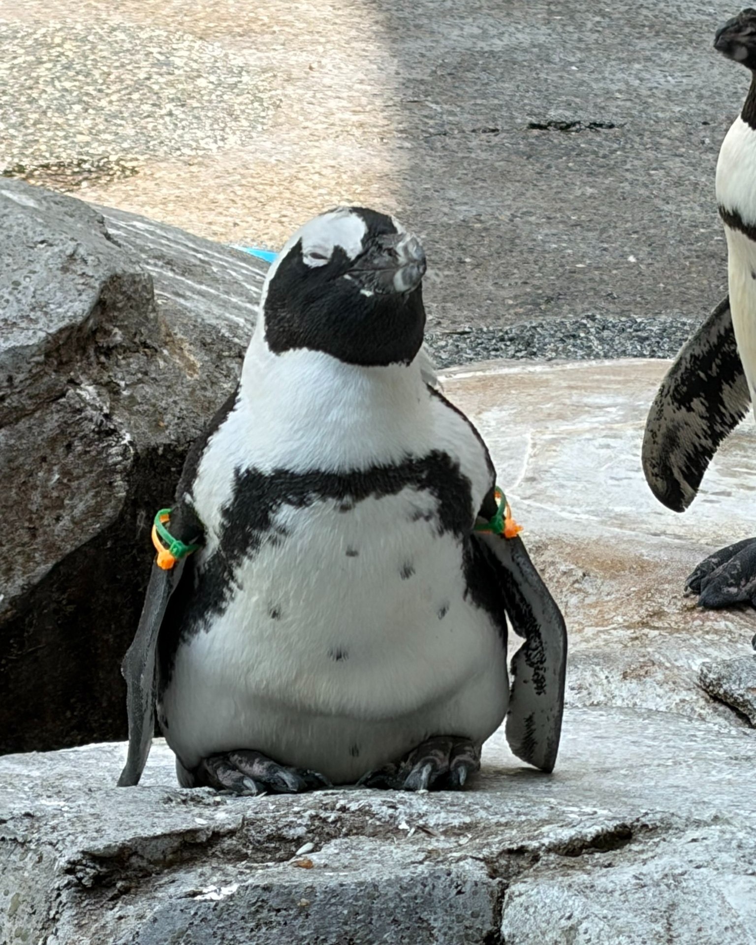 長崎ペンギン水族館 Nagasaki - おひげがチャームポイントなの