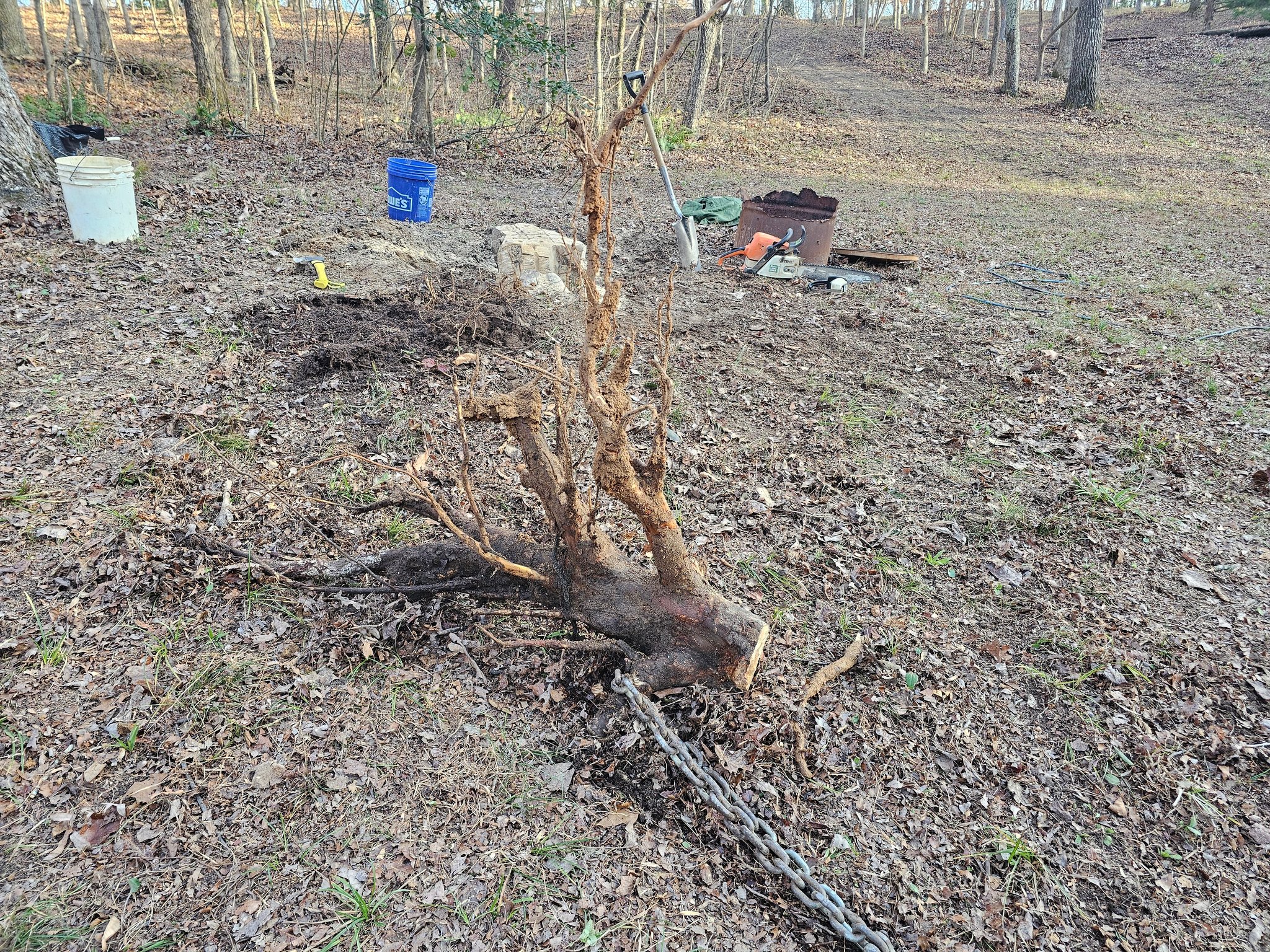 Daffodil - The largest of the 6 roots attached to the log chain. The ...