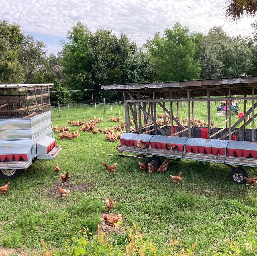 6” of rain has soaked in, and the seed... - Grove Ladder Farm | Facebook