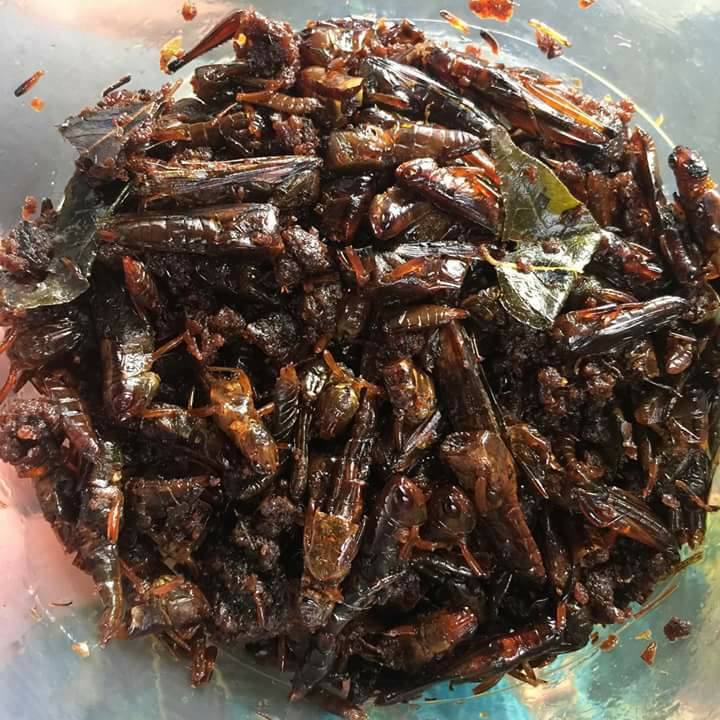 Petua Ibu Ada Tak Yang Pernah Makan Belalang Kunyit Facebook
