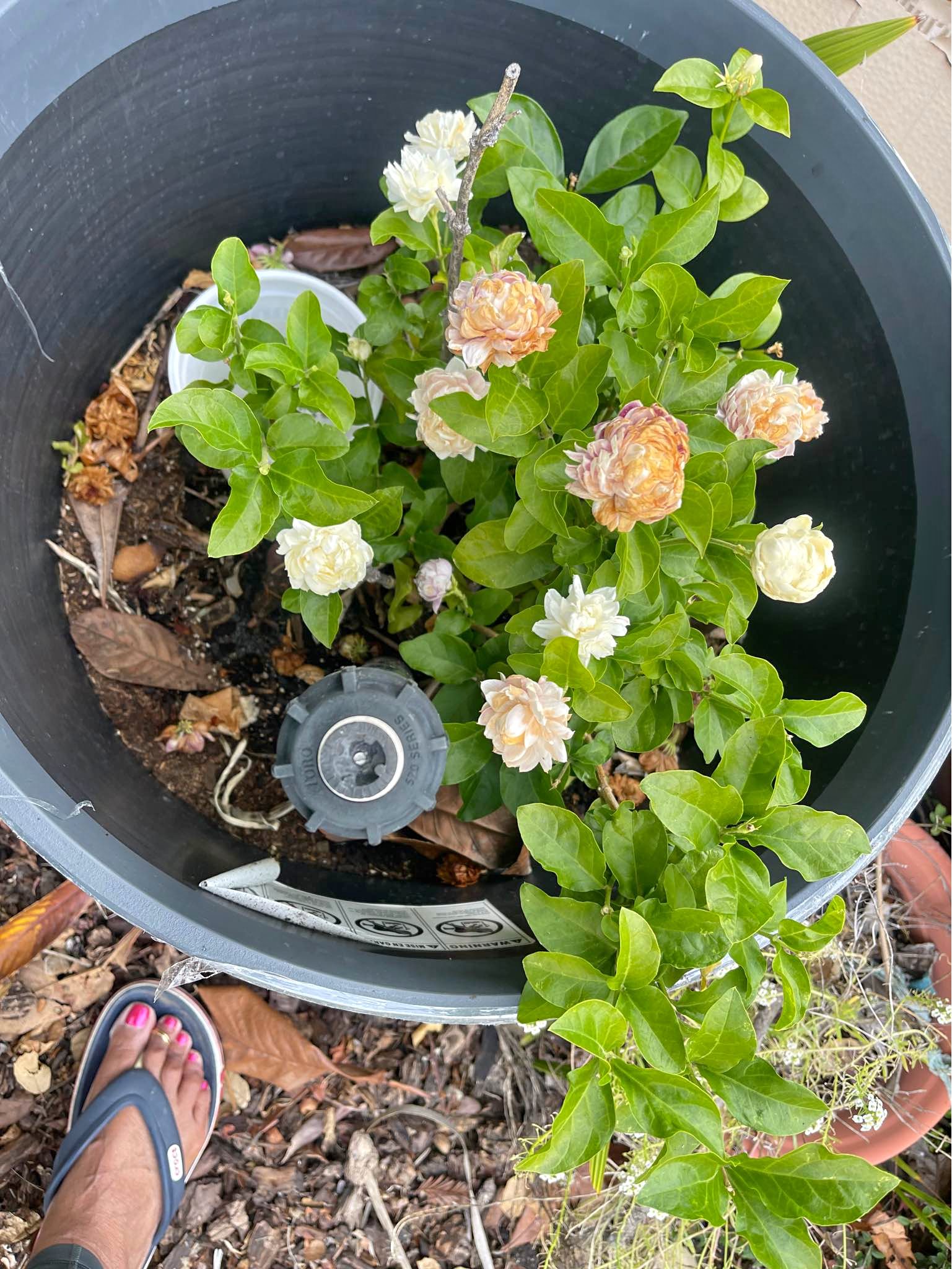 Jasmine Plants for sale in San Francisco, California | Facebook