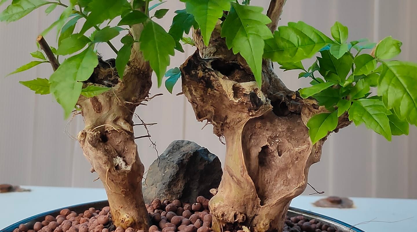 Auspic... - Auspicious tree ต้นไม้มงคล อโกนีมา ราคาปลีก-ส่ง