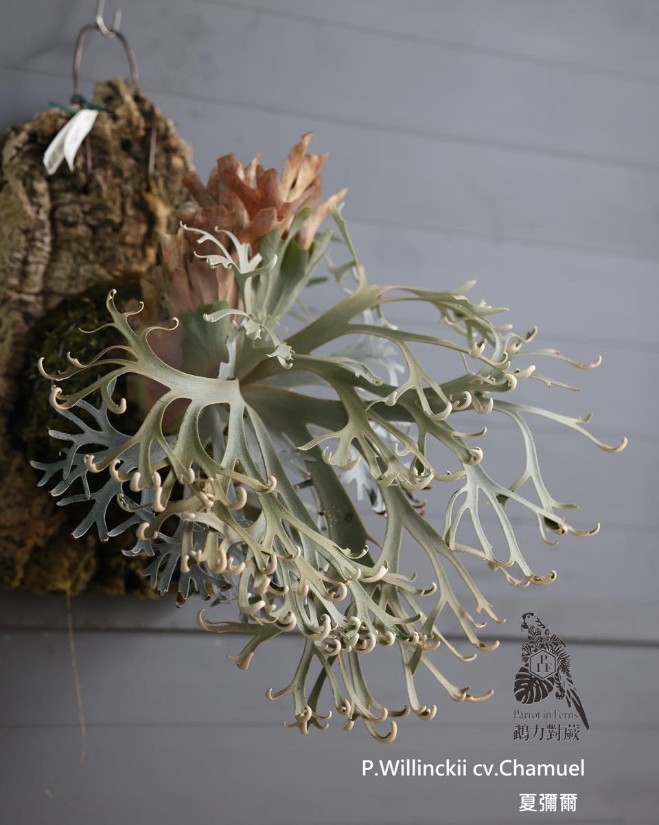 P.Willinckii cv. White swan （白天鵝） 沒錯，大家可能比較有印象的