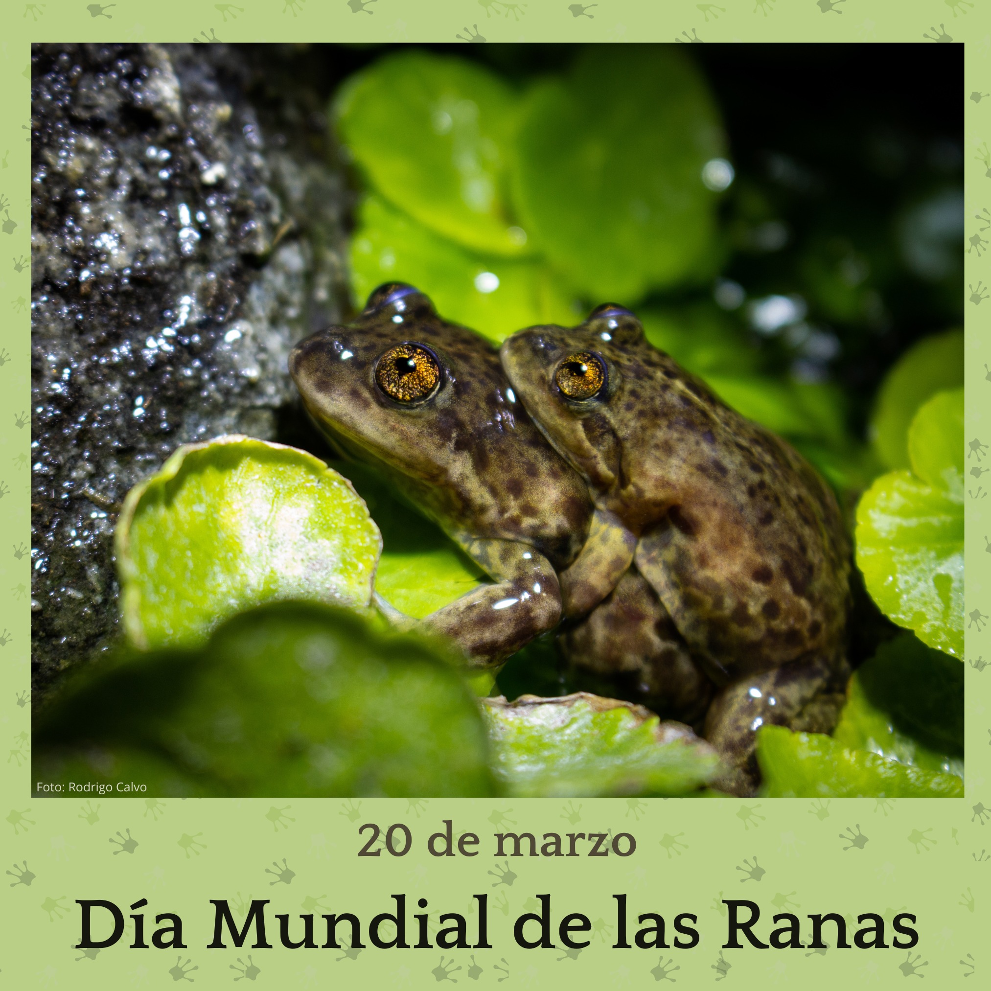 Fundación - 🌍 Las ranas, al igual que todos los anfibios, son ...