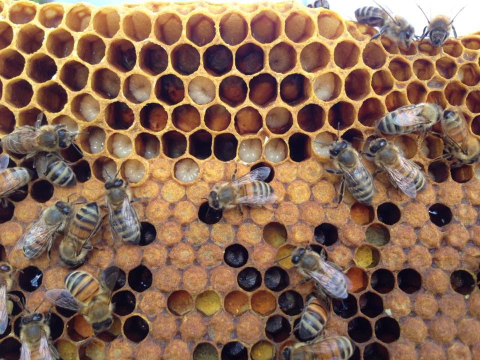 Ashbee Apiary