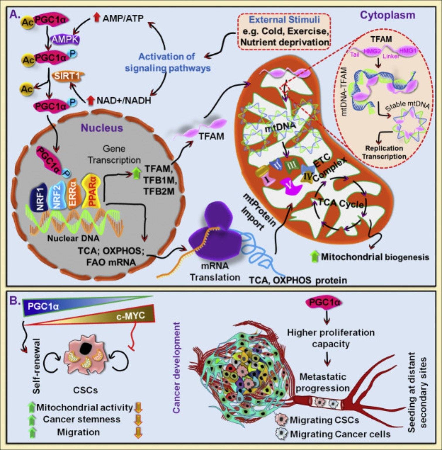 William - Mitochondrial biogenesis made "simple" Your cells don’t just ...