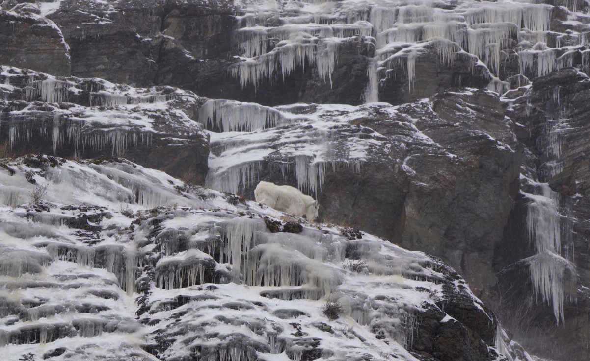 私の自己ベスト写真集、WIRD HARMONY OF GLACIER NATIONAL PARK を