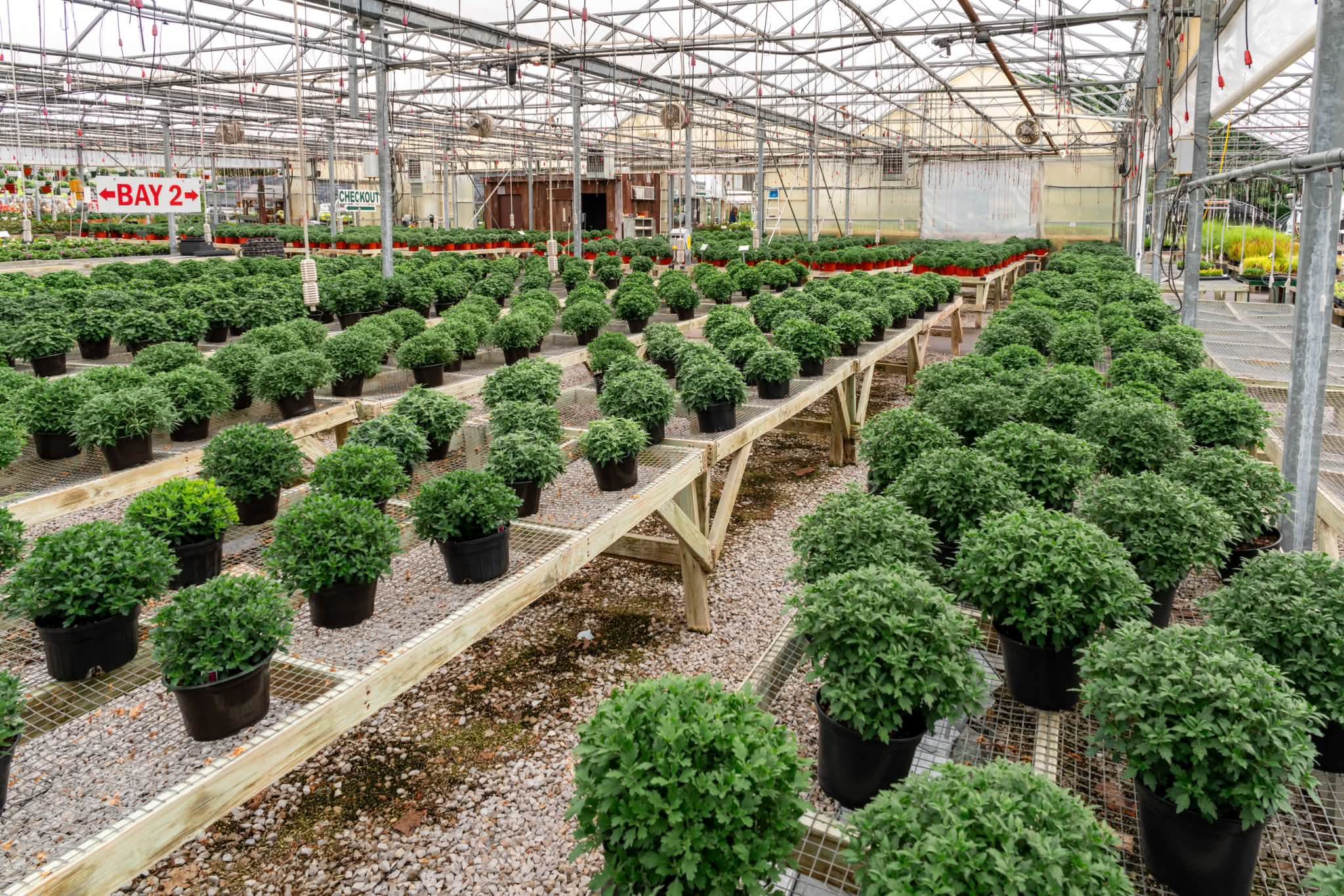 モモンガハウス(カントリー)  ボア モスグリーン  2050円 🌼🌼 OUR BIGGEST MUM SELECTION! 100% HOMEGROWN! 🌼🌼 We've grown