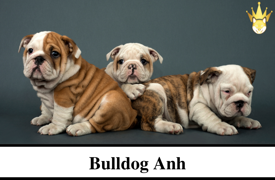 Vương - 🌟Chó Bulldog Anh🌟 • Chiều cao: 28-34 cm • Cân nặng: 22-23 kg ...